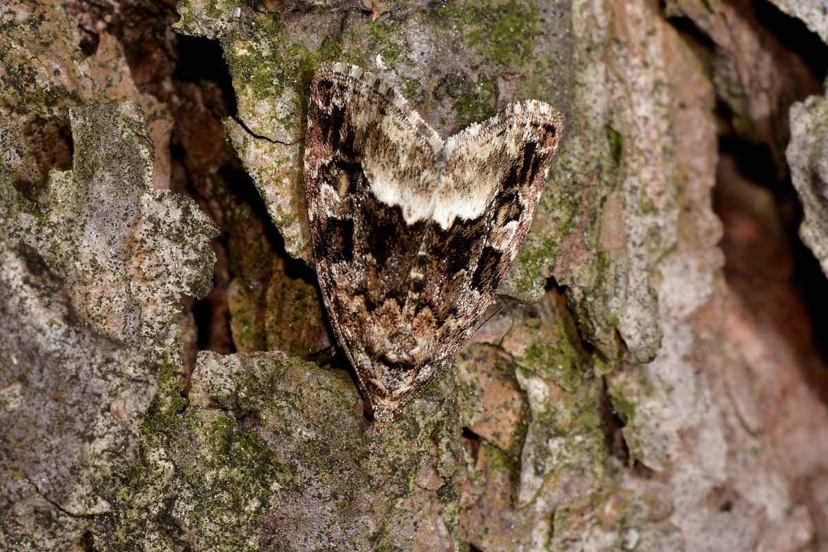 Tortricidae? No, Deltote pygarga - Noctuidae